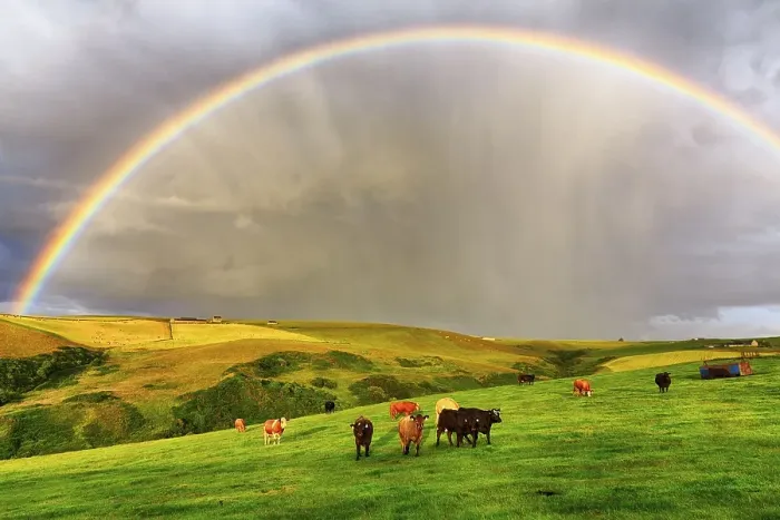 Framed Print : Angus cattle grazing on pasture in agricultural landscape with rainbow
