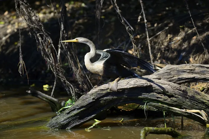 Framed Print : Anhinga (Anhinga anhinga) on the shore