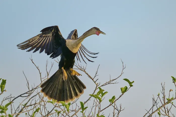 Framed Print : Anhinga approaches a branch to land with outstretched wings Framed Print : Anhinga approaches a branch to land with outstretched wings