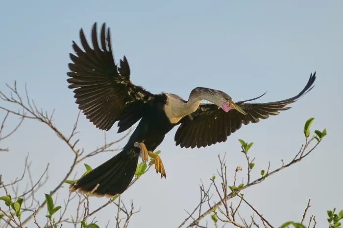 Framed Print : Anhinga approaching with spread wings and open bill