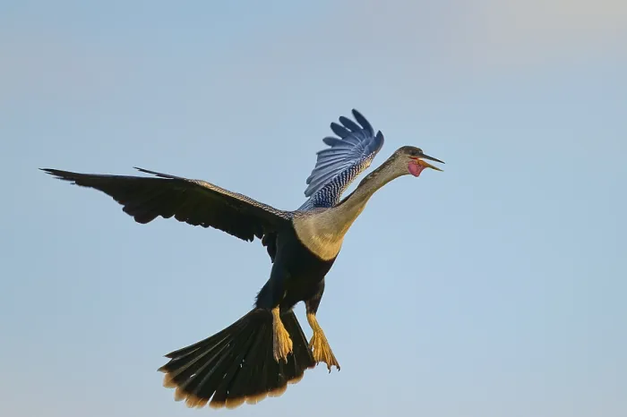 Framed Print : An anhinga flies through the sky with outstretched wings