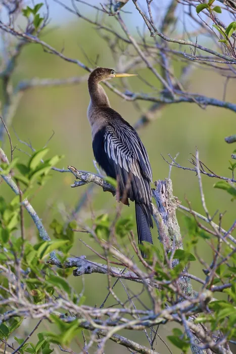 Framed Print : Anhinga resting on a branch, surrounded by branches and leaves Framed Print : Anhinga resting on a branch, surrounded by branches and leaves