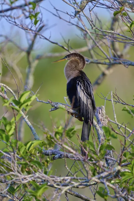 Framed Print : Anhinga sitting attentively on a branch Framed Print : Anhinga sitting attentively on a branch