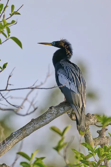 Framed Print : An Anhinga sitting on a branch