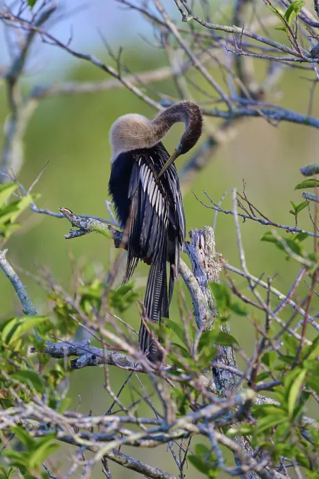 Framed Print : An anhinga sitting on a branch amidst green leaves and branches