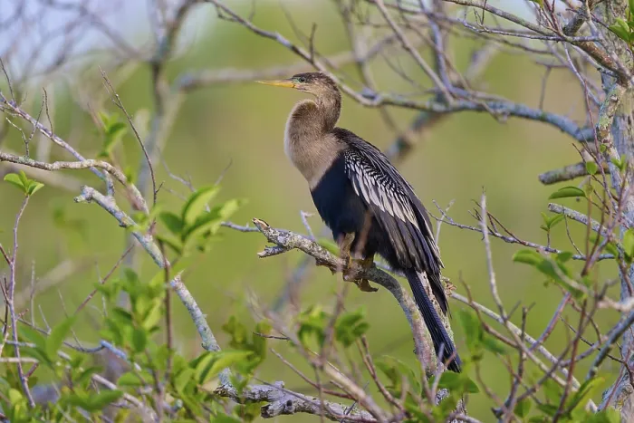 Framed Print : Anhinga sitting majestically on a branch against a blue background Framed Print : Anhinga sitting majestically on a branch against a blue background