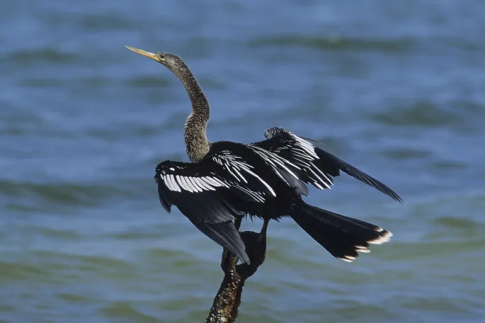 Framed Print : Anhinga, Snakebird or Darter (Anhinga anhinga) drying its feathers Framed Print : Anhinga, Snakebird or Darter (Anhinga anhinga) drying its feathers