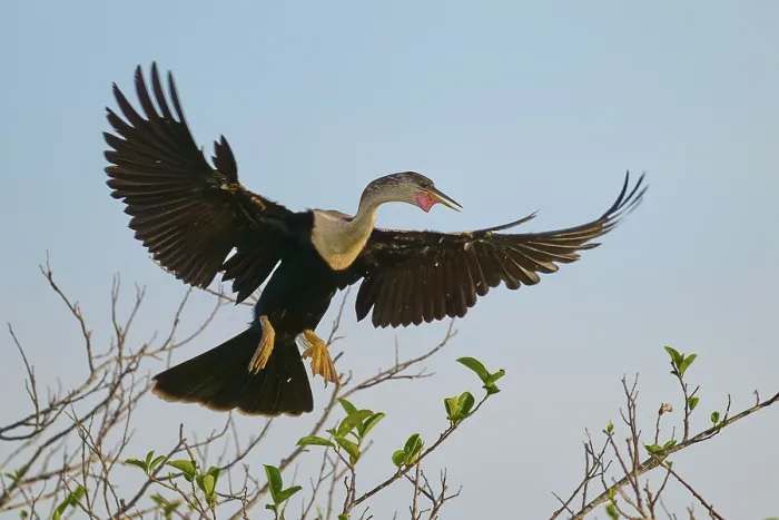 Framed Print : Anhinga with wide-spread wings in flight Framed Print : Anhinga with wide-spread wings in flight
