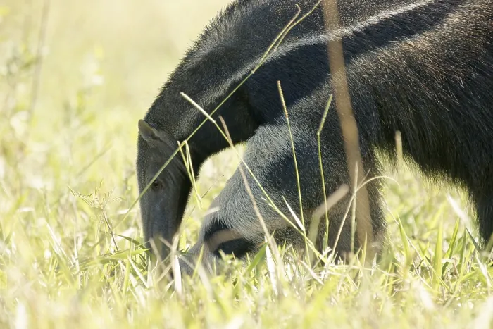 Framed Print : Animal, Anteater, Pantanal, Mato Grosso do Sul