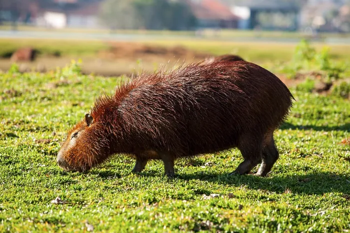 Framed Print : Animal, capybara, Hydrochoerus hydrochaeris