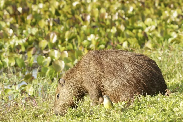 Framed Print : Animal, Capybara, Pantanal, Mato Grosso do Sul