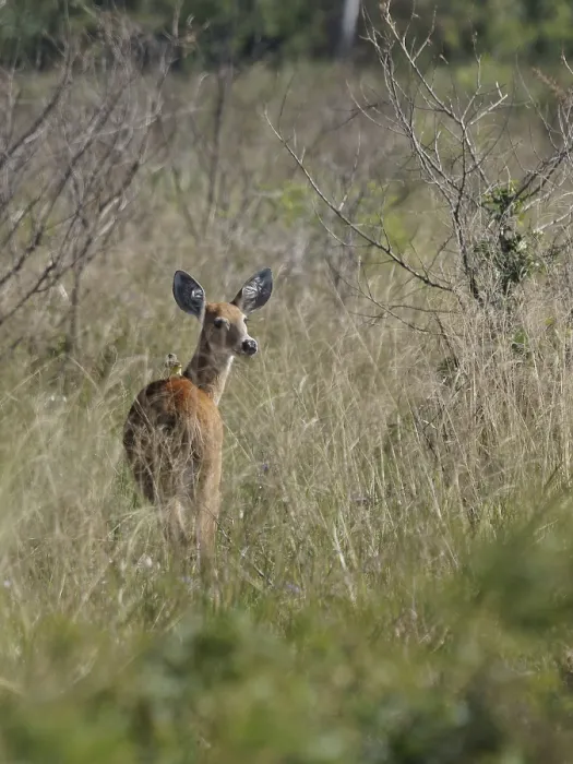 Framed Print : Animal, Deer-pity-swampland, Pantanal