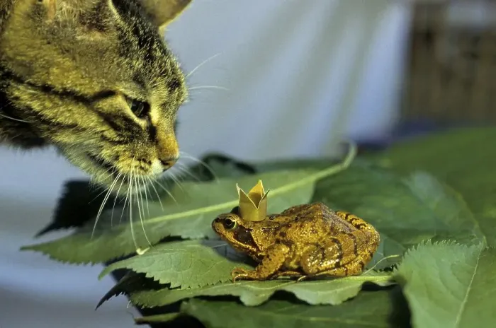 Framed Print : Animal Friendship, Cat and Frog Prince
