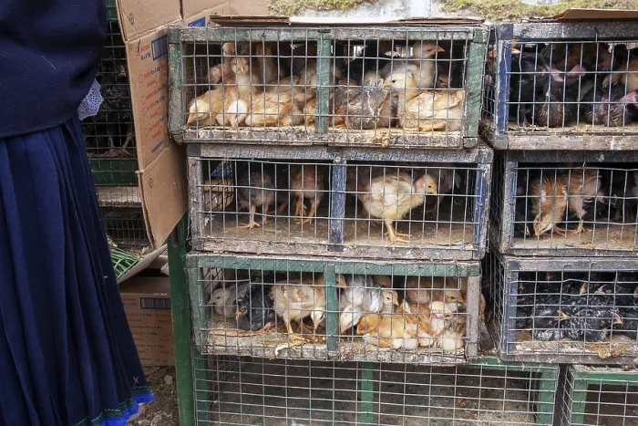 Framed Print : Animal market, Poultry in cage