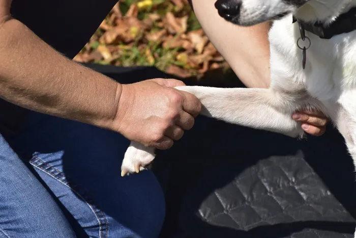 Framed Print : Animal physiotherapist and osteopath examining and treating a small mixed breed dog outdoors Framed Print : Animal physiotherapist and osteopath examining and treating a small mixed breed dog outdoors