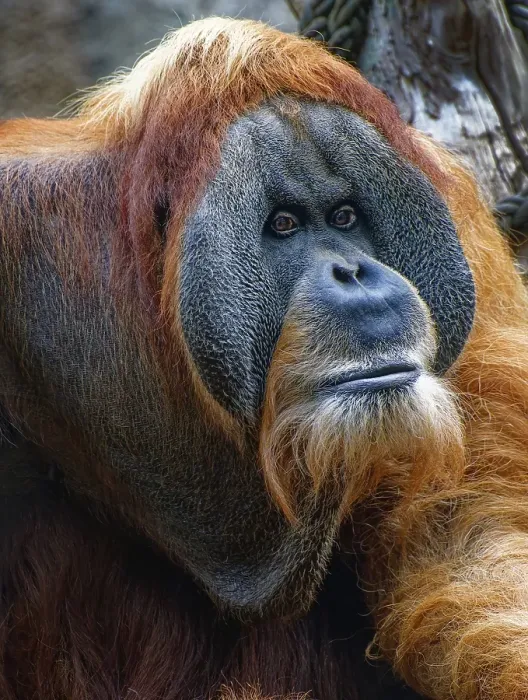 Framed Print : Animal portrait, Bornean orangutan (pongo pygmaeus)