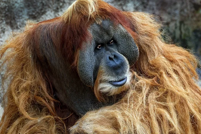 Framed Print : Animal portrait, Bornean orangutan (pongo pygmaeus)