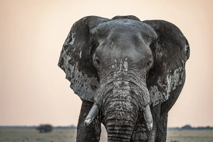 Framed Print : Animal Portrait, Dramatic African Elephant (Loxodonta africana)