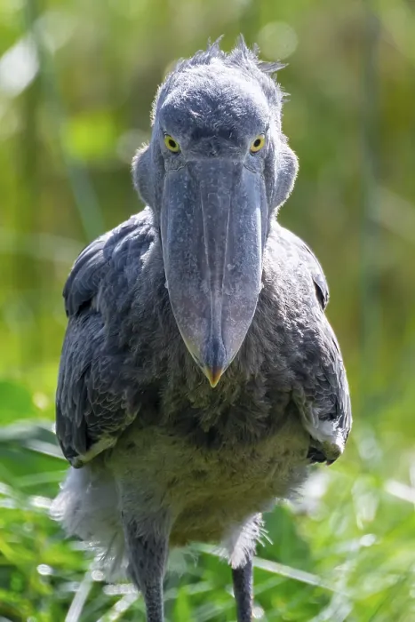 Framed Print : Serious animal portrait, shoebill (Balaeniceps rex) in the swamps of Mabamba