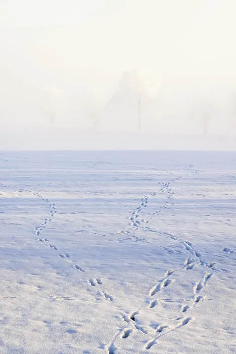 Framed Print : Animal tracks of deer and hares in the snowy in a field Framed Print : Animal tracks of deer and hares in the snowy in a field