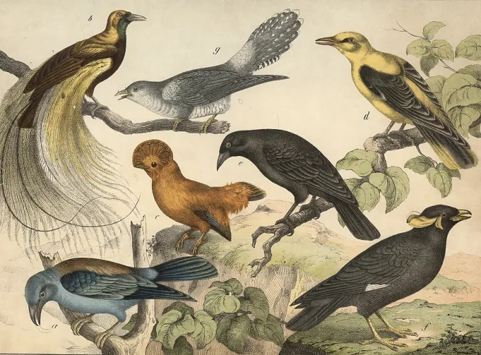 Framed Print : Animals, birds: almond crow, Coracias garrula Framed Print : Animals, birds: almond crow, Coracias garrula