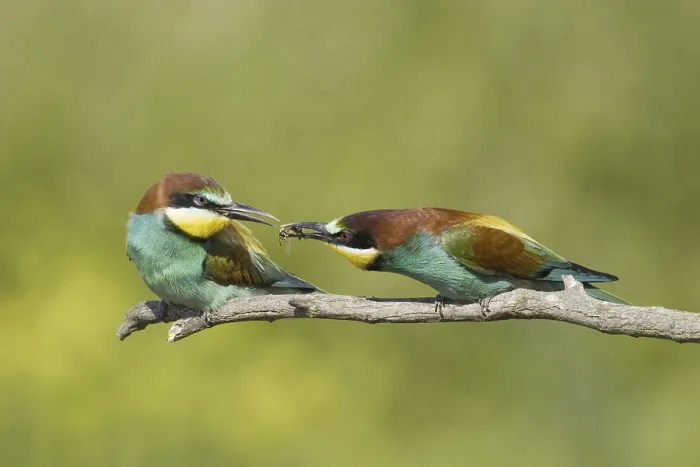 Framed Print : Animals, birds, bee-eaters, couple Framed Print : Animals, birds, bee-eaters, couple