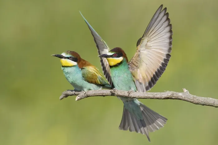 Framed Print : Animals, birds, bee-eaters, couple