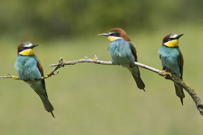 Framed Print : Animals, birds, bee-eaters, (Merops apiaster) courtship