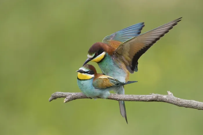 Framed Print : Animals, birds, bee-eaters, (Merops apiaster) courtship shot