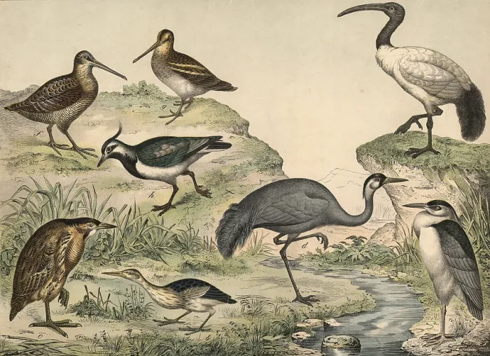 Framed Print : Animals, birds, swamp birds: stinging heron