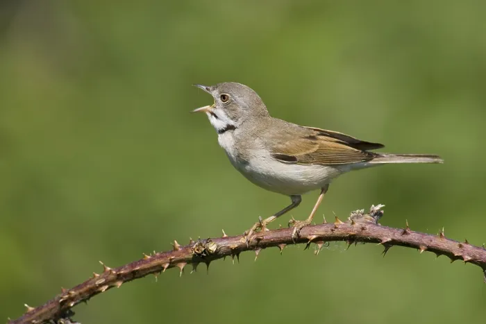 Framed Print : Animals, birds, whitethroat, (Sylvia communis)