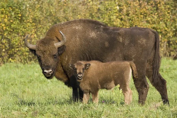 Framed Print : Animals, mammals, bison, cow with calf