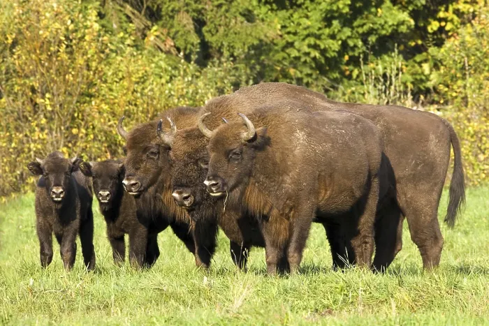 Framed Print : Animals, mammals, bison family with calves Framed Print : Animals, mammals, bison family with calves