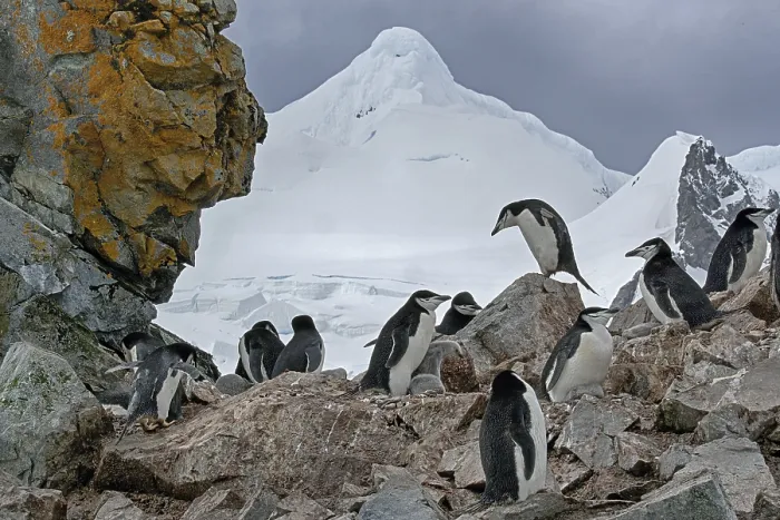 Framed Print : Animals, mammals, penguin, penguins