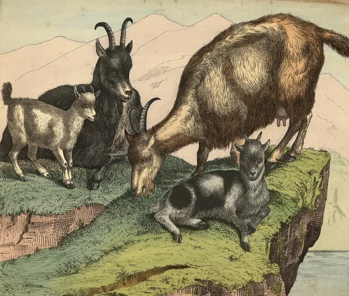 Framed Print : Animals, pets, goats, domestic goat