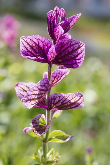 Framed Print : Annual clary (Salvia viridis), leaves