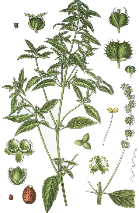Framed Print : Annual Mercury (Mercurialis annua)