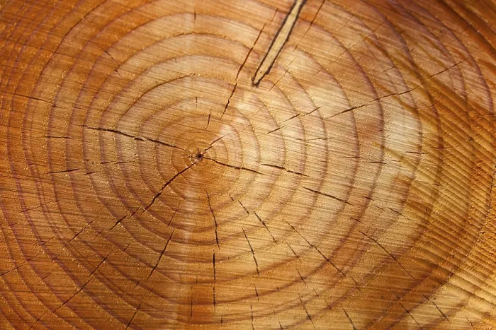 Framed Print : Many annual rings on a tree trunk Framed Print : Many annual rings on a tree trunk