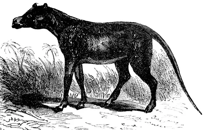 Framed Print : Anoplotherium commune, after Georges Cuvier, extinct mammal, palaeontology, biology, evolution, historical illustration 1880 Framed Print : Anoplotherium commune, after Georges Cuvier, extinct mammal, palaeontology, biology, evolution, historical illustration 1880