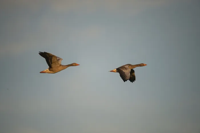 Framed Print : Anser Anser, Greylag or Graylag Goose