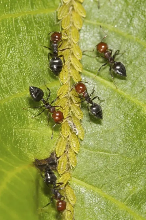 Framed Print : Ant (Crematogaster scutellaris) adult workers