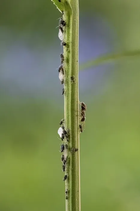 Framed Print : Ant ( Formicidae) milks Aphids ( Aphidoidea) on plant Framed Print : Ant ( Formicidae) milks Aphids ( Aphidoidea) on plant