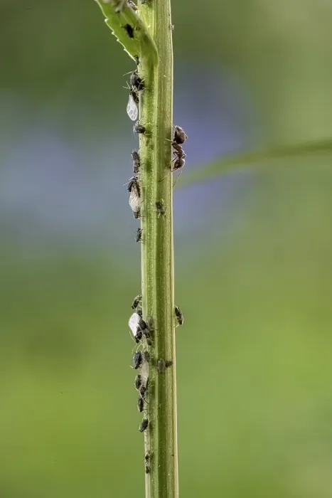 Framed Print : Ant ( Formicidae) milks Aphids ( Aphidoidea) on plant