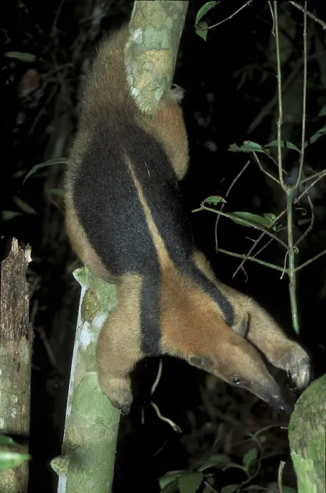 Framed Print : Anteater (Tamandua tetradactyla)