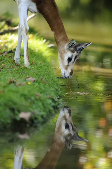 Framed Print : An antelope bends over a quiet river to drink Framed Print : An antelope bends over a quiet river to drink