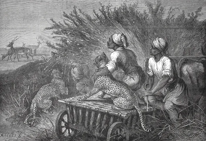 Framed Print : Antelope hunt with a cheetah, South Africa Framed Print : Antelope hunt with a cheetah, South Africa