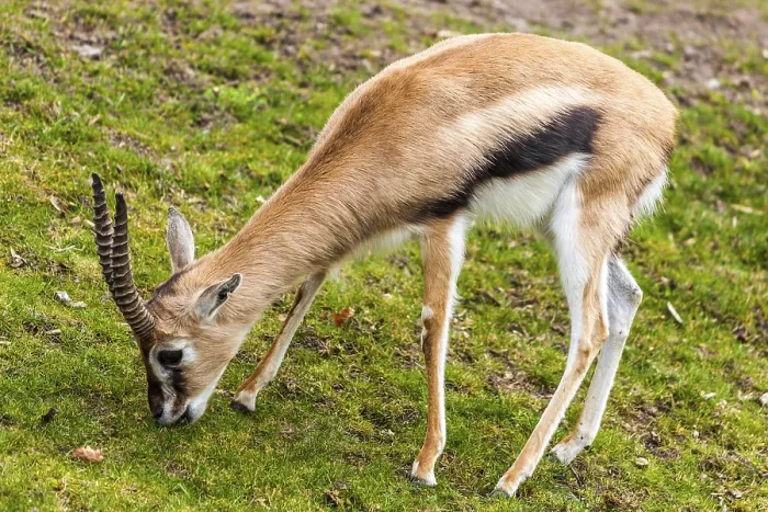 Framed Print : Antelopes