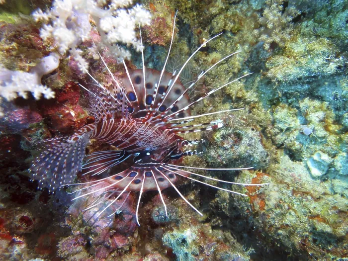 Framed Print : Antennata lionfish (Pterois antennata)
