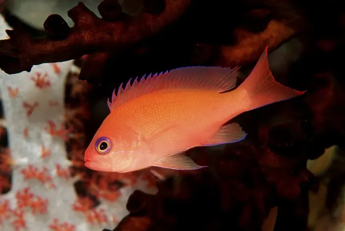 Framed Print : Anthia (Anthias sp.), Maldives Island Framed Print : Anthia (Anthias sp.), Maldives Island