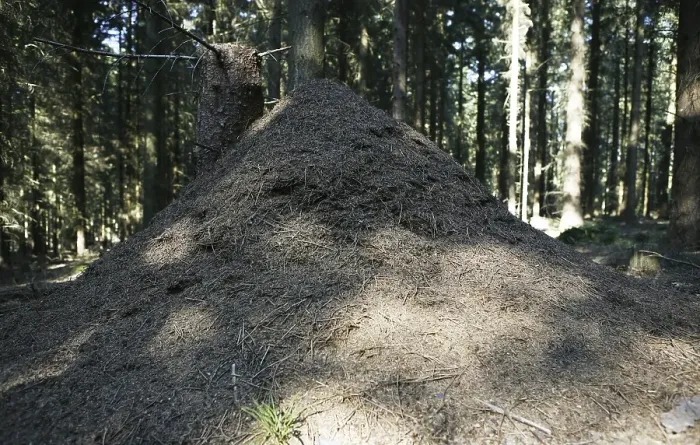Framed Print : Anthill in the woods, Siebengebirge range near Bad Honnef